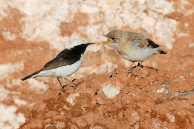 Maghreb Wheatear Maghreb Wheatear (Oenanthe lugens halophila)