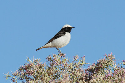 Maghreb Wheatear (Oenanthe lugens halophila)