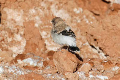 Maghreb Wheatear (Oenanthe lugens halophila)