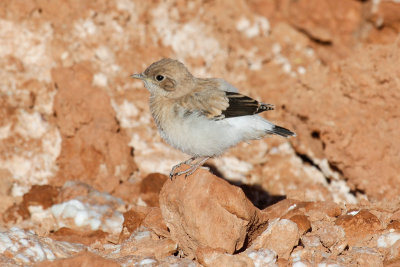 Maghreb Wheatear (Oenanthe lugens halophila)