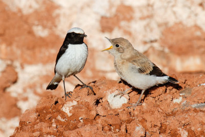 Maghreb Wheatear (Oenanthe lugens halophila)