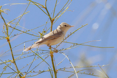 Saharan Olivaceous Warbler (Iduna pallida reiseri)