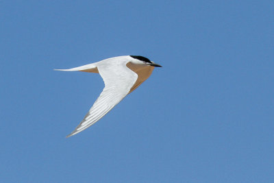 Gull-billed Tern (Gelochelidon nilotica)