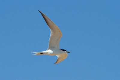 Gull-billed Tern (Gelochelidon nilotica)