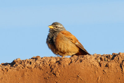 House Bunting (Emberiza striolata)