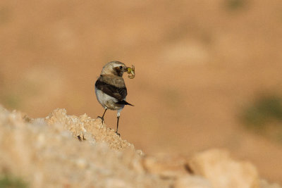 Maghreb Wheatear (Oenanthe lugens halophila)