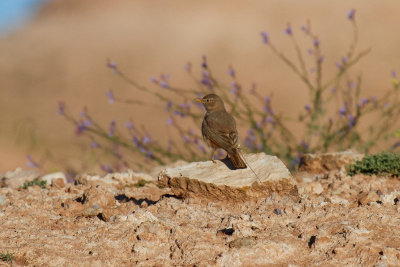 Desert Lark (Ammonmanes deserti payni)