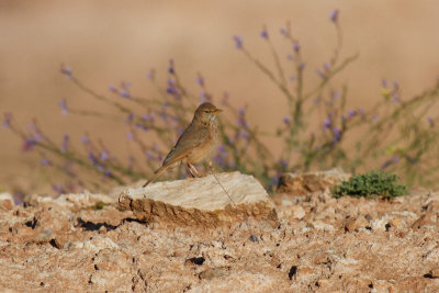 Desert Lark (Ammonmanes deserti payni)