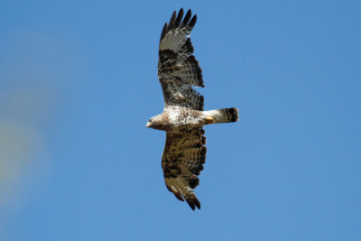 Rough-legged Buzzard (Buteo lagopus)