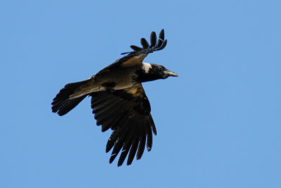 Hooded Crow (Corvus cornix)