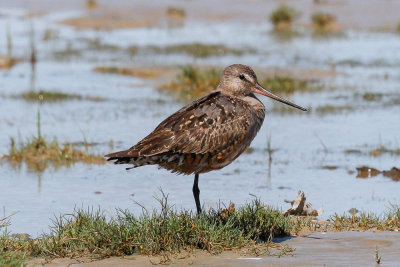 Hudsonian Godwit low res-6060.jpg