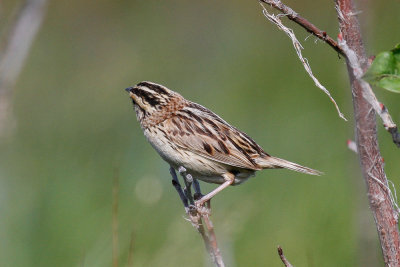 Le Conte's Sparrow (Ammodramus leconteii)