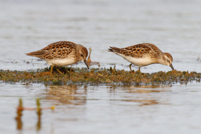 Least Sandpiper low res-7520.jpg