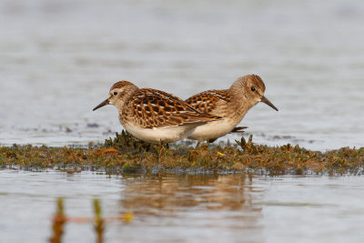 Least Sandpiper low res-7534.jpg