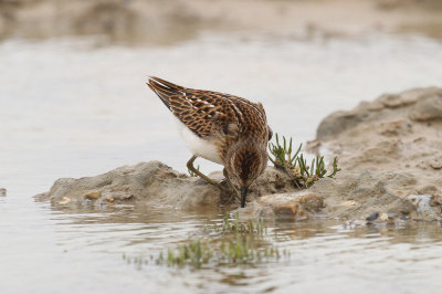 Least Sandpiper low res-8808.jpg