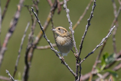 Nelson's Sparrow low res-5321.jpg