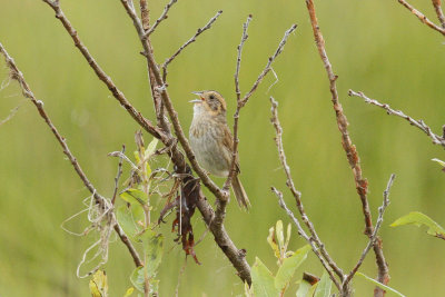 Nelson's Sparrow low res-6889.jpg
