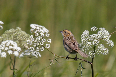 Nelson's Sparrow low res-7029.jpg