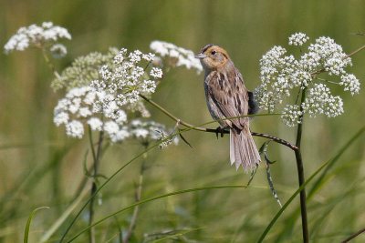Nelson's Sparrow low res-7032.jpg