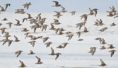 Red Knot low res-5610.jpg