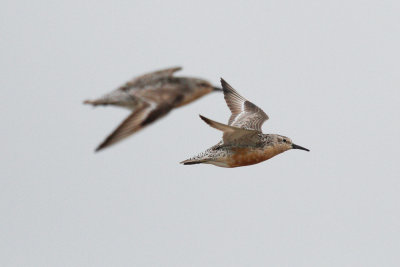 Red Knot low res-8676.jpg