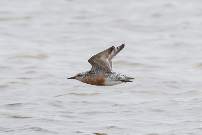 Red Knot low res-8719.jpg