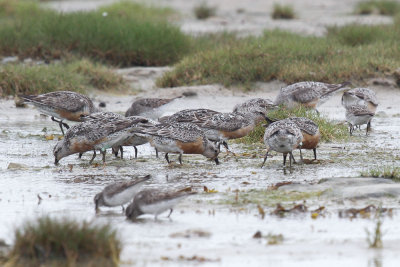 Red Knot low res-8945.jpg