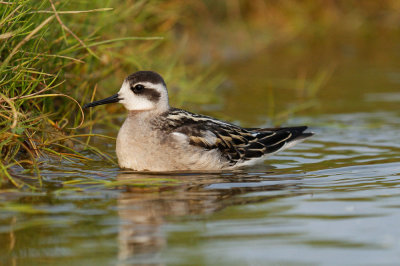 Red-necked Phalarope low res-8131.jpg