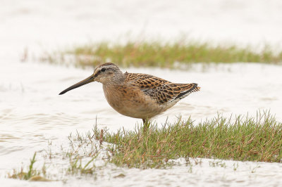 Short-billed Dowitcher low res-9095.jpg