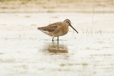 Short-billed Dowitcher low res-9159.jpg