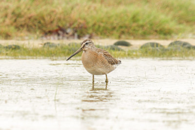 Short-billed Dowitcher low res-9188.jpg