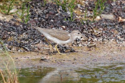 Spotted Sandpiper low res-8656.jpg
