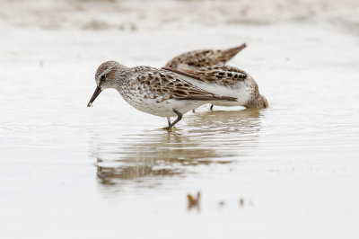 White-rumped Sandpiper low res-5505.jpg
