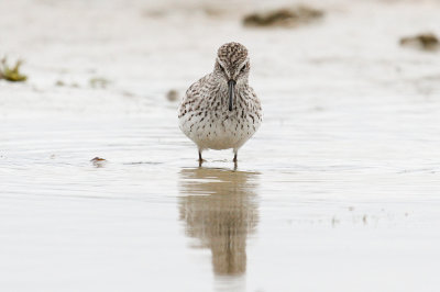 White-rumped Sandpiper low res-5511.jpg