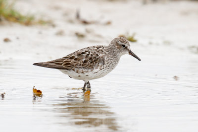 White-rumped Sandpiper low res-5537.jpg