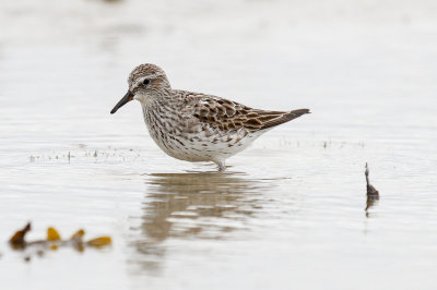 White-rumped Sandpiper low res-5544.jpg