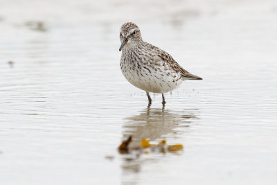 White-rumped Sandpiper low res-5546.jpg