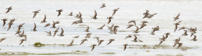 White-rumped Sandpiper low res-5562.jpg