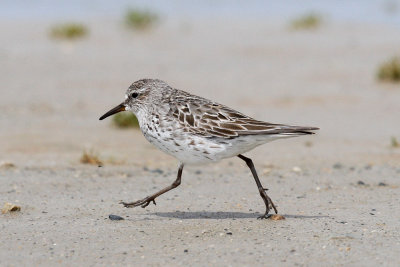 White-rumped Sandpiper low res-5783.jpg
