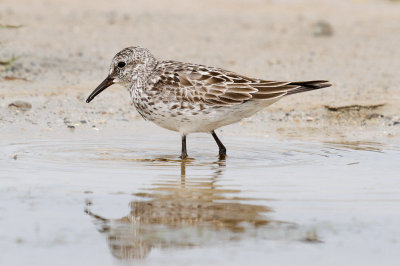 White-rumped Sandpiper low res-5793.jpg