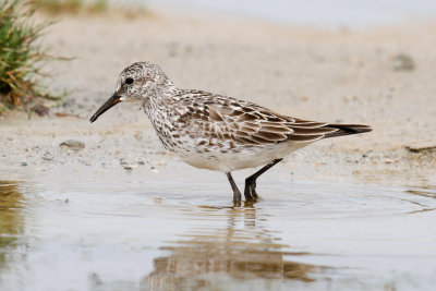 White-rumped Sandpiper low res-5794.jpg