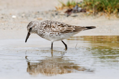 White-rumped Sandpiper low res-5800.jpg