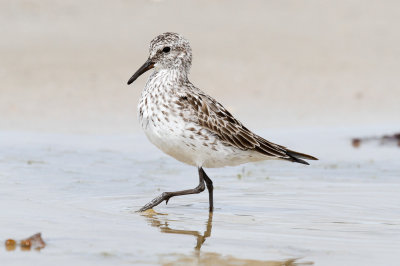 White-rumped Sandpiper low res-5820.jpg