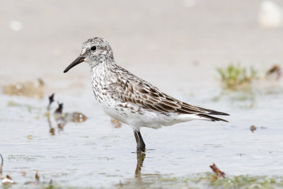 White-rumped Sandpiper low res-5850.jpg