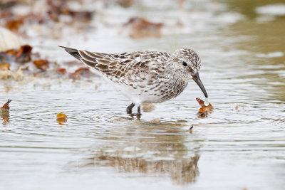 White-rumped Sandpiper low res-5865.jpg