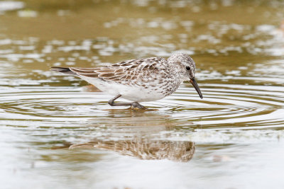 White-rumped Sandpiper low res-5878.jpg