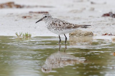 White-rumped Sandpiper low res-5882.jpg