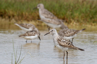 White-rumped Sandpiper low res-6459.jpg