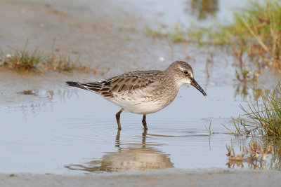 White-rumped Sandpiper low res-7504.jpg
