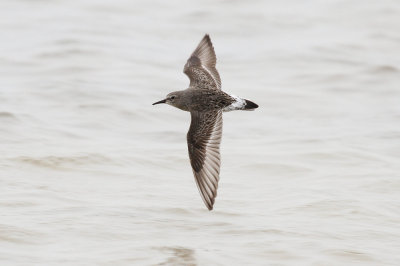 White-rumped Sandpiper low res-8775.jpg